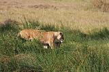 TANZANIA - Serengeti National Park - Leoni Lions - 09